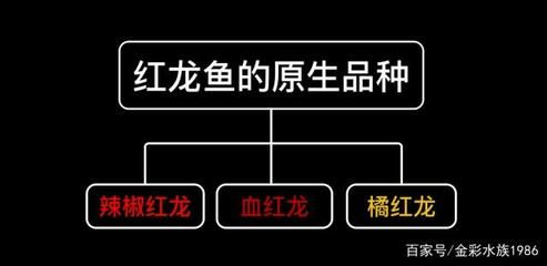 紅龍魚背部發色怎么回事:紅龍魚背部發色異常怎么辦 紅龍魚百科 第3張 紅龍魚背部發色怎么回事:紅龍魚背部發色異常怎么辦 紅龍魚背部發色怎么回事:紅龍魚背部發色異常怎么辦 紅龍魚百科 第3張