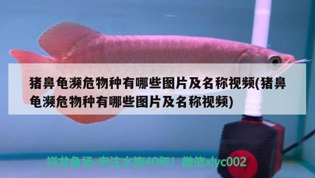 豬鼻龜瀕危物種有哪些圖片及名稱視頻(豬鼻龜瀕危物種有哪些圖片及名稱視頻)