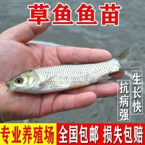 草魚適合魚缸養嗎：魚缸養草魚的好處與注意事項與注意事項魚缸養草魚的好處 草魚適合魚缸養嗎：魚缸養草魚的好處與注意事項與注意事項魚缸養草魚的好處 魚缸百科 第4張