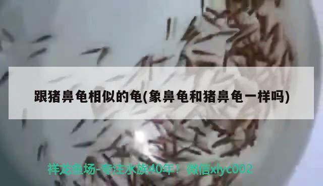 跟豬鼻龜相似的龜(象鼻龜和豬鼻龜一樣嗎) 跟豬鼻龜相似的龜(象鼻龜和豬鼻龜一樣嗎) 豬鼻龜百科