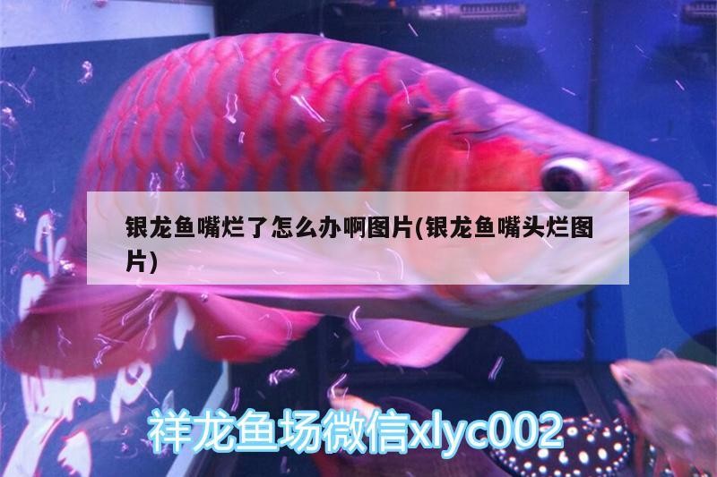 魚缸用增氧泵價格是多少:魚缸增氧機-xtrac增氧機-xtrac增氧機 銀龍魚嘴爛了怎么辦啊圖片(銀龍魚嘴頭爛圖片) 銀龍魚百科 銀龍魚嘴爛了怎么辦啊圖片(銀龍魚嘴頭爛圖片) 銀龍魚嘴爛了怎么辦啊圖片(銀龍魚嘴頭爛圖片) 銀龍魚百科