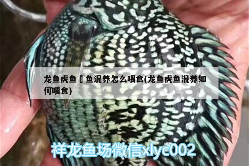 給大魚缸換水的作文:體驗給大魚缸換水的樂趣:體驗給大魚缸換水:給大魚缸換水的作文 龍魚虎魚魟魚混養怎么喂食(龍魚虎魚混養如何喂食) 虎魚百科 龍魚虎魚魟魚混養怎么喂食(龍魚虎魚混養如何喂食) 龍魚虎魚魟魚混養怎么喂食(龍魚虎魚混養如何喂食) 虎魚百科