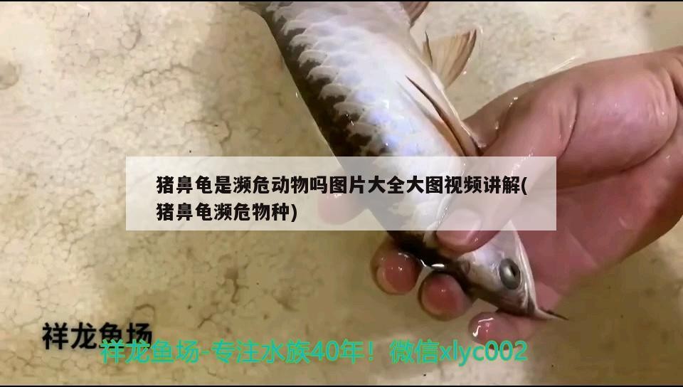 豬鼻龜是瀕危動(dòng)物嗎圖片大全大圖視頻講解(豬鼻龜瀕危物種)