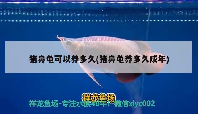 豬鼻龜可以養多久(豬鼻龜養多久成年)