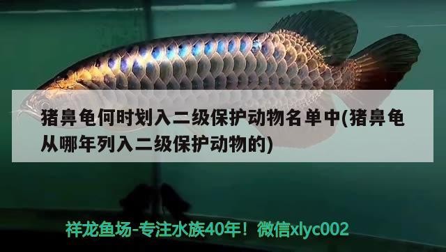 豬鼻龜何時劃入二級保護動物名單中(豬鼻龜從哪年列入二級保護動物的) 豬鼻龜何時劃入二級保護動物名單中(豬鼻龜從哪年列入二級保護動物的) 豬鼻龜百科