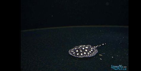 魟魚喂食技巧和方法視頻：魟魚喂食技巧和方法