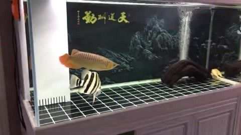 印尼虎魚飼養技巧圖解視頻：關于印尼虎魚飼養的一些技巧和建議