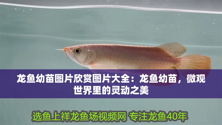 龍魚幼苗1-2厘米圖片
