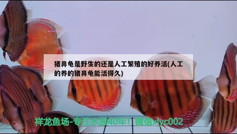 豬鼻龜是野生的還是人工繁殖的好養活(人工的養的豬鼻龜能活得久)