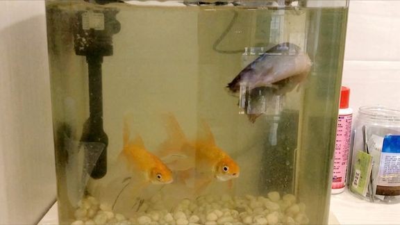 小綠皮辣椒紅龍魚