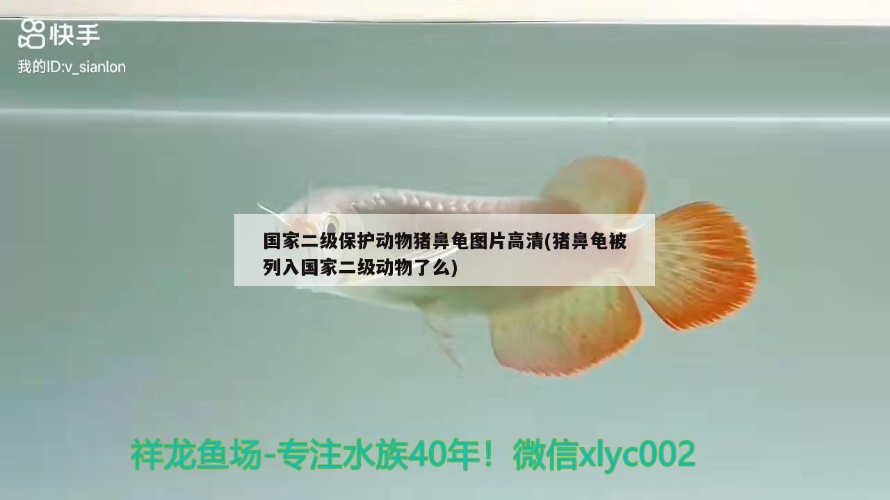 國(guó)家二級(jí)保護(hù)動(dòng)物豬鼻龜圖片高清(豬鼻龜被列入國(guó)家二級(jí)動(dòng)物了么)