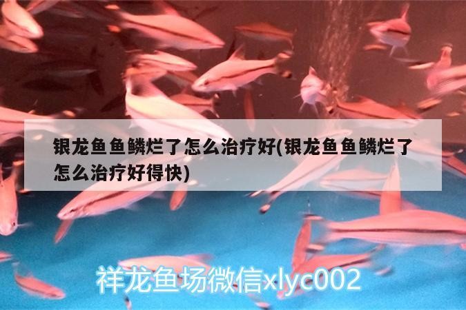 銀龍魚魚鱗爛了怎么治療好(銀龍魚魚鱗爛了怎么治療好得快)