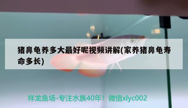 豬鼻龜養多大最好呢視頻講解(家養豬鼻龜壽命多長) 豬鼻龜養多大最好呢視頻講解(家養豬鼻龜壽命多長) 豬鼻龜百科