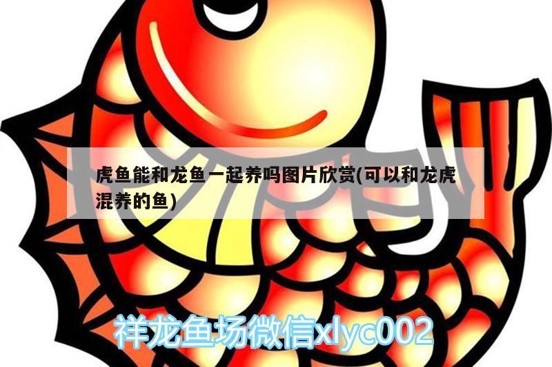 虎魚能和龍魚一起養嗎圖片欣賞(可以和龍虎混養的魚)