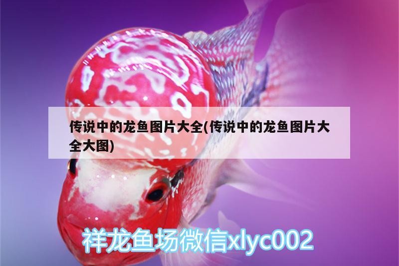 傳說中的龍魚圖片大全(傳說中的龍魚圖片大全大圖)