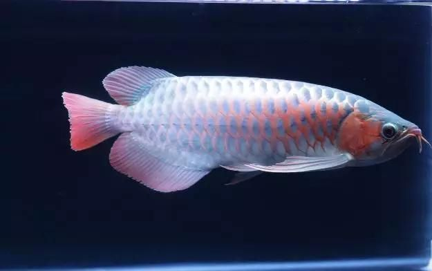 龍魚魚鱗腐蝕能自己長好嗎vs祥龍魚場：如何預防龍魚鱗腐蝕 龍魚魚鱗腐蝕能自己長好嗎vs祥龍魚場：如何預防龍魚鱗腐蝕 vs祥龍魚場 第5張