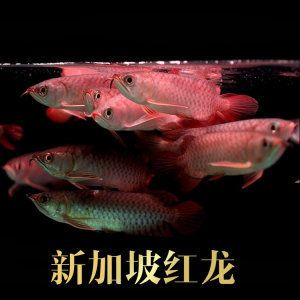 新加坡號半紅龍魚：新加坡號半紅龍魚的價格