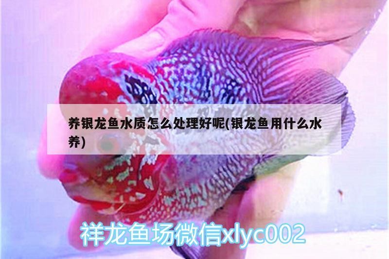 養銀龍魚水質怎么處理好呢(銀龍魚用什么水養)