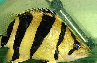 虎魚體色發(fā)黑什么原因：虎魚體色發(fā)黑可能由多種因素引起， 虎魚體色發(fā)黑什么原因：虎魚體色發(fā)黑可能由多種因素引起， 虎魚百科 第3張