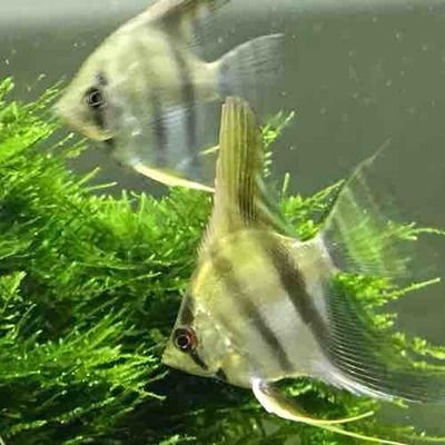 綠皮辣椒小紅龍最佳飼料選擇：綠皮辣椒小紅龍飼料品牌推薦 綠皮辣椒小紅龍最佳飼料選擇：綠皮辣椒小紅龍飼料品牌推薦 紅龍魚百科 第4張