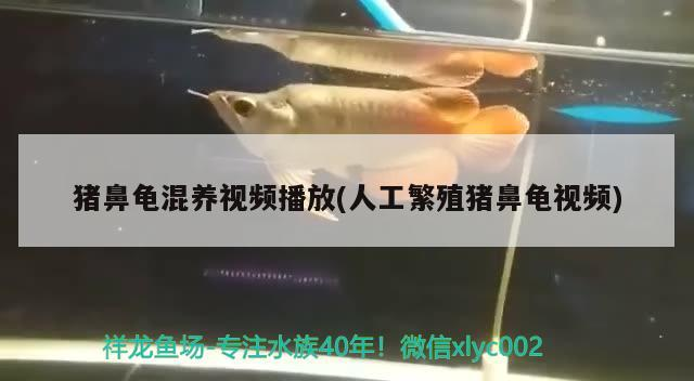 豬鼻龜混養(yǎng)視頻播放(人工繁殖豬鼻龜視頻)