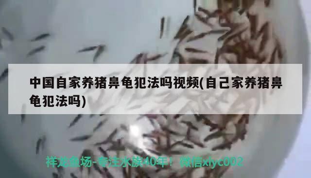 中國(guó)自家養(yǎng)豬鼻龜犯法嗎視頻(自己家養(yǎng)豬鼻龜犯法嗎)
