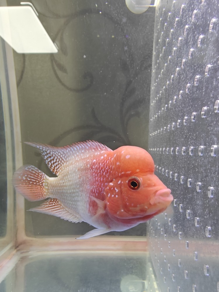 一天一個樣 一天一個樣 龍魚論壇 第4張