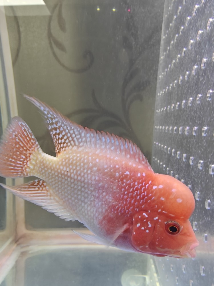 一天一個樣 一天一個樣 龍魚論壇 第5張