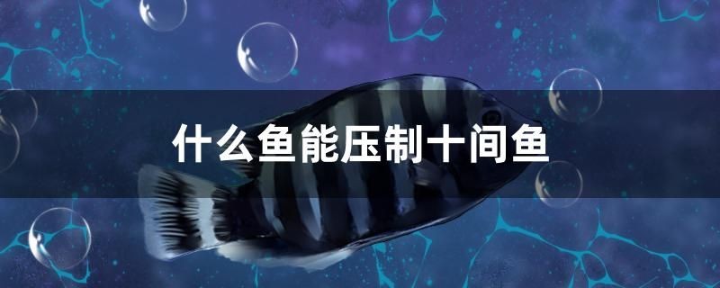魚缸用增氧泵價格是多少:魚缸增氧機(jī)-xtrac增氧機(jī)-xtrac增氧機(jī) 什么魚能壓制十間魚 金龍魚百科 什么魚能壓制十間魚 什么魚能壓制十間魚 金龍魚百科