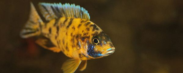 大魚缸怎么拆