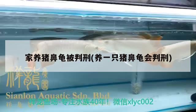 家養豬鼻龜被判刑(養一只豬鼻龜會判刑)
