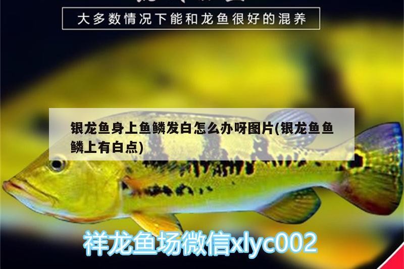 銀龍魚身上魚鱗發白怎么辦呀圖片(銀龍魚魚鱗上有白點)