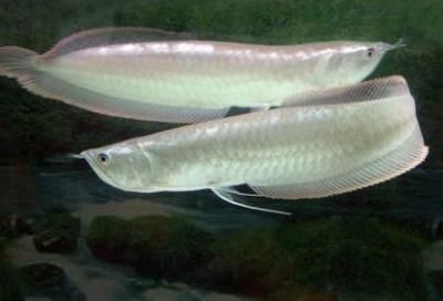紅龍魚和銀龍魚混養有什么好處嗎：紅龍魚和銀龍魚混養在一定程度上是可行的 紅龍魚和銀龍魚混養有什么好處嗎：紅龍魚和銀龍魚混養在一定程度上是可行的 紅龍魚百科 第5張