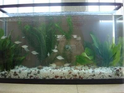 沉木放到魚缸里水微微發黃：如何處理沉木導致的魚缸水發黃的問題？ 沉木放到魚缸里水微微發黃：如何處理沉木導致的魚缸水發黃的問題？ 魚缸百科 第3張