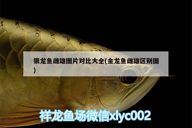 銀龍魚雌雄圖片對比大全(金龍魚雌雄區別圖)