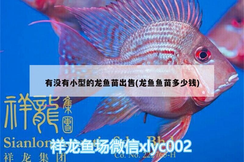有沒有小型的龍魚苗出售(龍魚魚苗多少錢)
