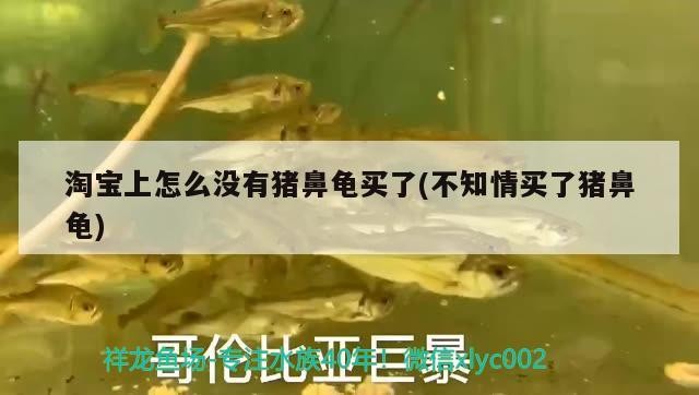 淘寶上怎么沒有豬鼻龜買了(不知情買了豬鼻龜)