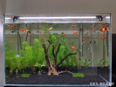 大魚缸水草選擇什么水質(zhì)：如何選擇適合大魚缸的水草