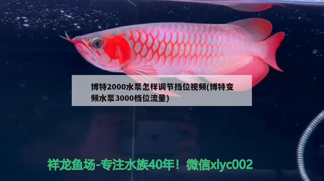 博特2000水泵怎樣調節擋位視頻(博特變頻水泵3000檔位流量) 博特2000水泵怎樣調節擋位視頻(博特變頻水泵3000檔位流量) 博特水族