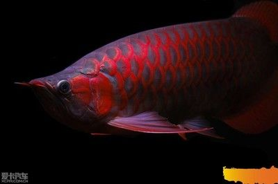 紅龍魚什么樣的好看 紅龍魚百科 第2張 紅龍魚什么樣的好看 紅龍魚什么樣的好看 紅龍魚百科 第2張