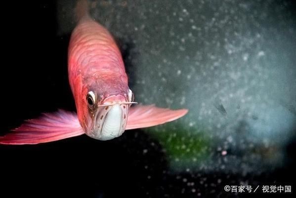 金龍魚vs紅龍魚:金魚和紅龍魚的區別 紅龍魚百科 第5張 金龍魚vs紅龍魚:金魚和紅龍魚的區別 金龍魚vs紅龍魚:金魚和紅龍魚的區別 紅龍魚百科 第5張