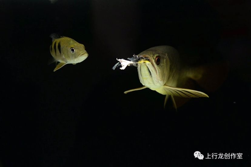 18天小金龍從趴缸到狼吞虎咽