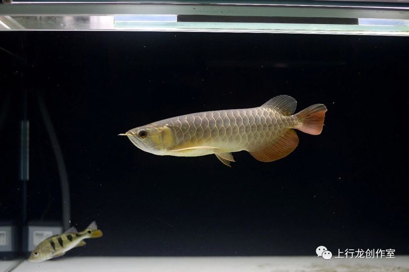 18天小金龍從趴缸到狼吞虎咽