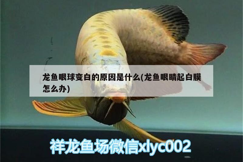 龍魚眼球變白的原因是什么(龍魚眼睛起白膜怎么辦)