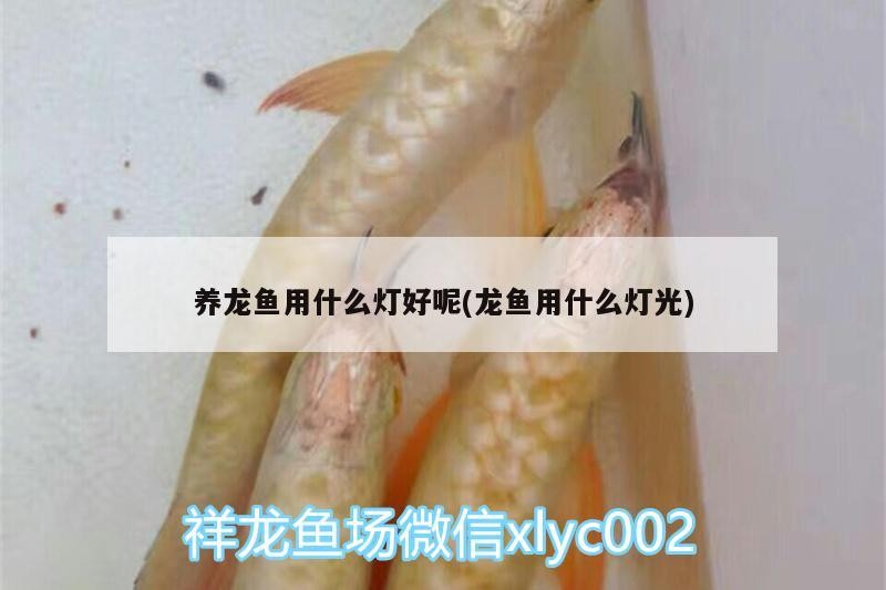 養龍魚用什么燈好呢(龍魚用什么燈光)