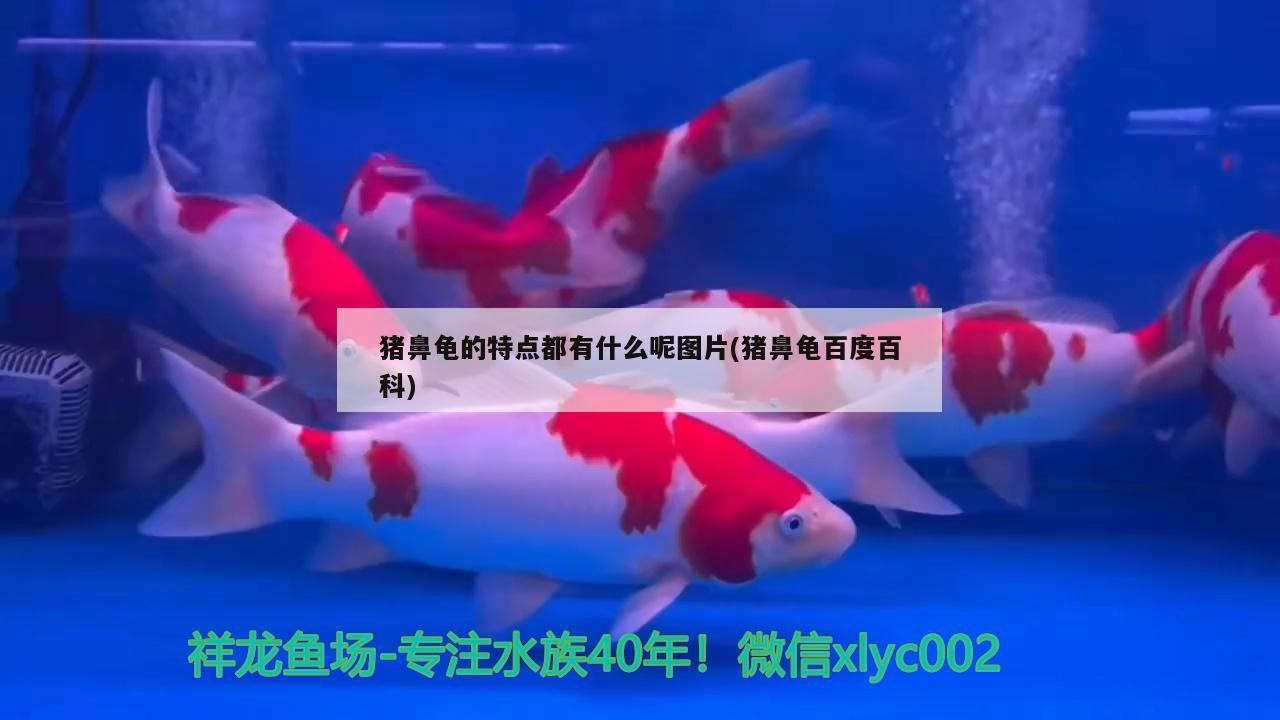 豬鼻龜?shù)奶攸c(diǎn)都有什么呢圖片(豬鼻龜百度百科)