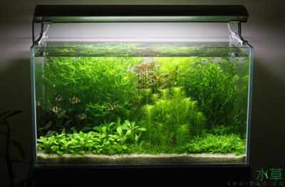 虎皮魚魚缸造景教學：虎皮魚魚缸造景教學：根據(jù)搜索結果整理的虎皮魚魚缸造景教學