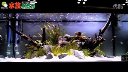 虎皮魚魚缸造景教學：虎皮魚魚缸造景教學：根據(jù)搜索結果整理的虎皮魚魚缸造景教學