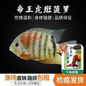 虎斑魚是一種適合家庭飼養的小型熱帶觀賞魚的小型熱帶觀賞魚:國王虎斑異型魚的飼養方法 虎魚百科 第1張 虎斑魚是一種適合家庭飼養的小型熱帶觀賞魚的小型熱帶觀賞魚:國王虎斑異型魚的飼養方法 虎斑魚是一種適合家庭飼養的小型熱帶觀賞魚的小型熱帶觀賞魚:國王虎斑異型魚的飼養方法 虎魚百科 第1張