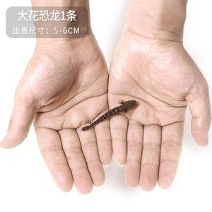 虎斑魚是一種適合家庭飼養的小型熱帶觀賞魚的小型熱帶觀賞魚:國王虎斑異型魚的飼養方法 虎魚百科 第3張 虎斑魚是一種適合家庭飼養的小型熱帶觀賞魚的小型熱帶觀賞魚:國王虎斑異型魚的飼養方法 虎斑魚是一種適合家庭飼養的小型熱帶觀賞魚的小型熱帶觀賞魚:國王虎斑異型魚的飼養方法 虎魚百科 第3張